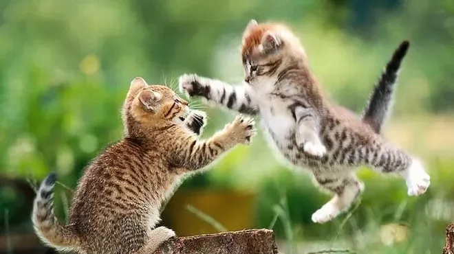 Image: Cat war in Birmingham?