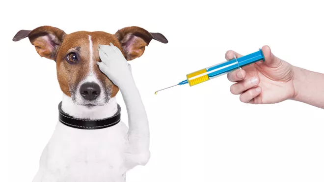 Image: Detroit Dog Rescue hosts a free vaccine clinic for Detroit dog owners