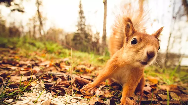 Image: Squirrel-blowtorch fire could cost a Michigan woman up to $2M