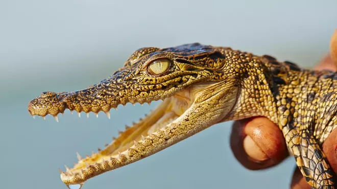Image: Animal control seizes alligator from Detroit backyard