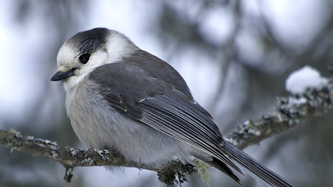 The grey jay, who didn't ask to be a part of this discussion.