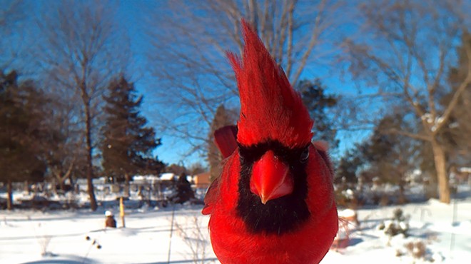 A cardinal in Lisa's backyard.