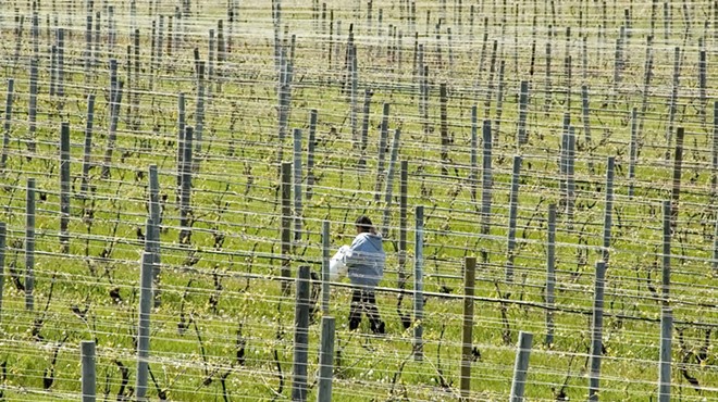 A migrant worker walking across vineyard in northern Michigan.