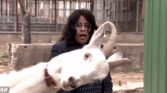 This video of goats going wild with WDIV's Paula Tutman is amazing