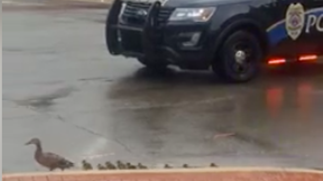 Traffic stopped for these ducks in Lansing and it's absolutely adorable