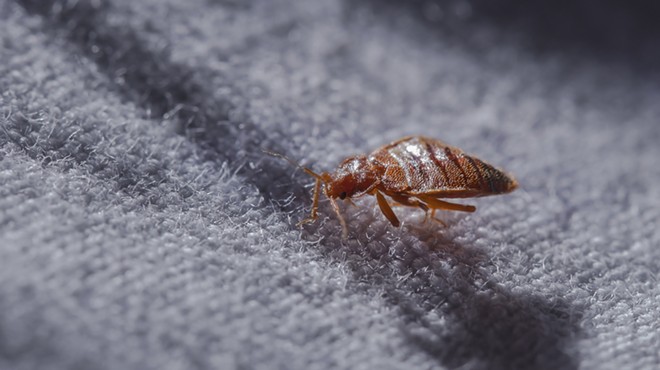 A close-up of a bed bug, possibly the most terrifying tiny bug there is