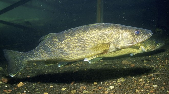 Study: Antidepressants found in brains of Great Lakes fish