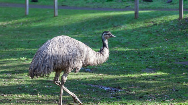 An emu in Australia where it's supposed to be, not roaming around Oakland County.
