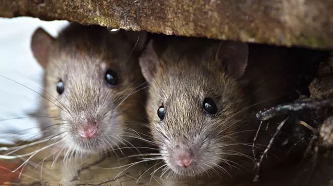 Image: Detroit one of top 10 'rattiest' U.S. cities, according to study
