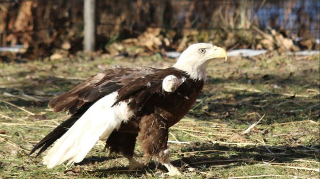 Image: Detroit Zoo welcomes Mr. America, a one-winged bald eagle