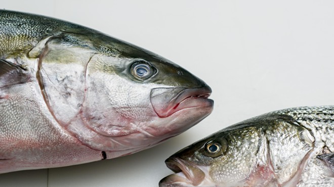 Yellowtail Hiramasa (left) and striped bass at Motor City Seafood.
