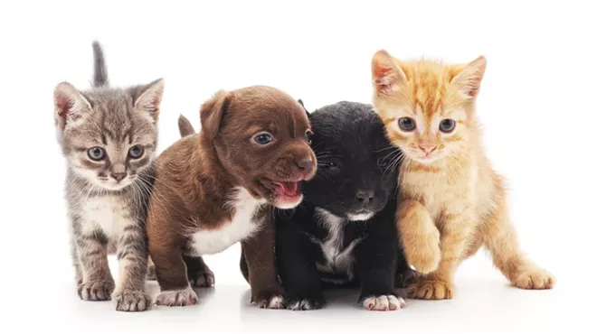 The most adorable kitties and puppies that you've ever seen.