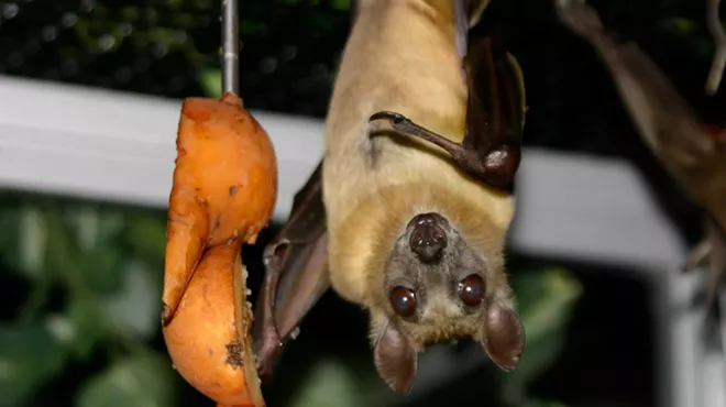 Image: Detroit Zoo takes in animals displaced by sudden closure of Pontiac's Bat Zone