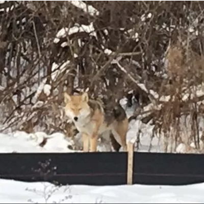 Image: Coyote spotted on Belle Isle — and it's not the first time