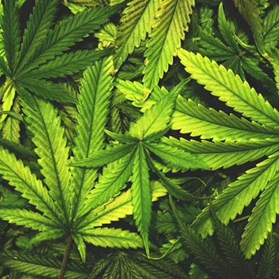 Image: Drugs are a major campaign point in Michigan this political season