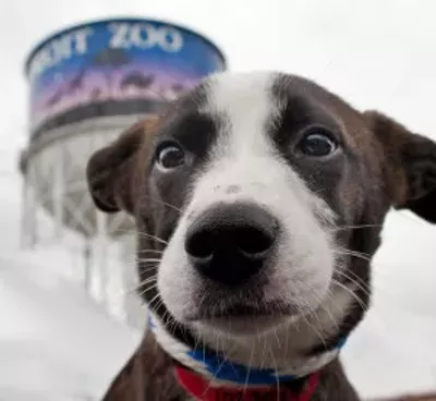 Image: Meet Your Best Friend at the Zoo Adoption Event