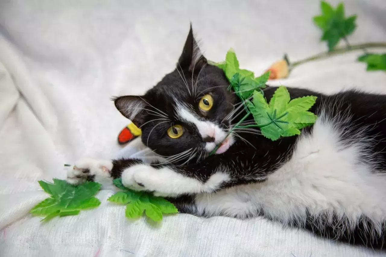 NAME: Blaze GENDER: Male BREED: Domestic Longhair AGE: 1 year, 6 months WEIGHT: 11 pounds SPECIAL CONSIDERATIONS: Blaze is a &#147;hard-working&#148; or barn cat. REASON I CAME TO MHS: Owner surrender LOCATION: Rochester Hills Center for Animal Care ID NUMBER: 868708