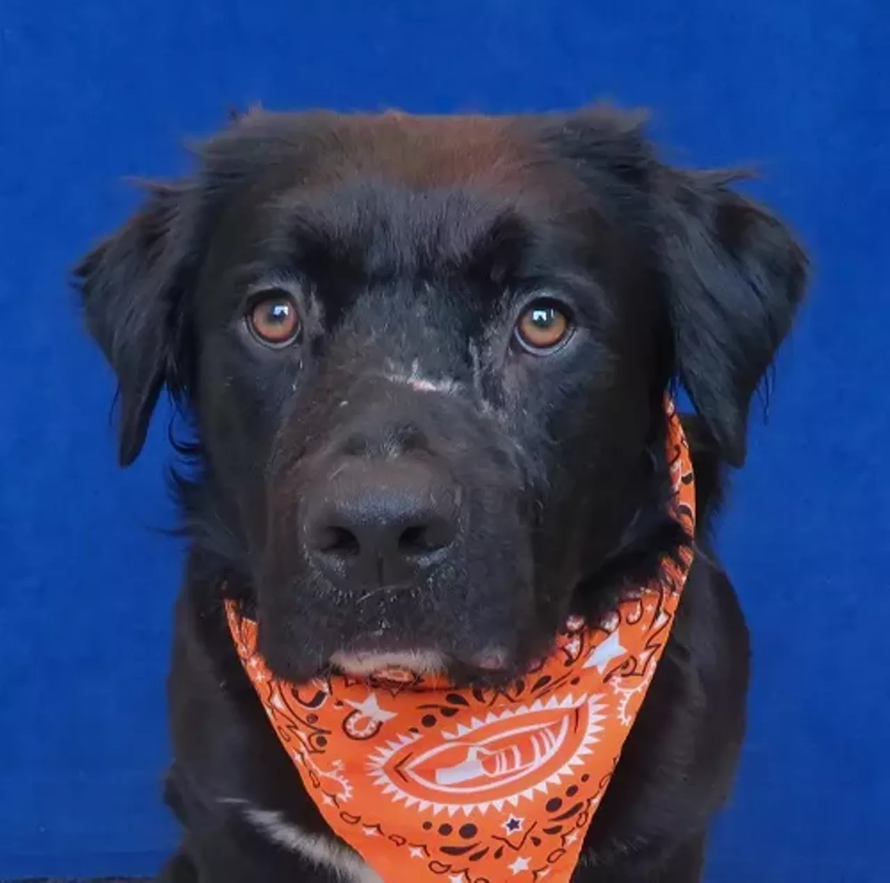 NAME: Ryder GENDER: Male BREED: Labrador-Chow Chow mix AGE: 2 years WEIGHT: 67 pounds SPECIAL CONSIDERATIONS: Ryder needs a home with older or no children REASON I CAME TO MHS: Homeless in Detroit LOCATION: Mackey Center for Animal Care in Detroit ID NUMBER: 868381