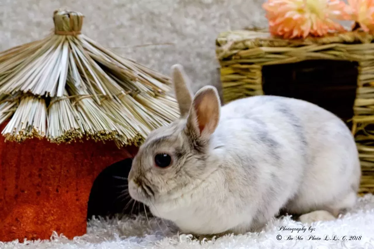 NAME: Lola GENDER: Female BREED: Netherland Dwarf AGE: 6 years WEIGHT: 3 pounds SPECIAL CONSIDERATIONS: Lola prefers to live with older or no children. REASON I CAME TO MHS: Owner surrender LOCATION: Rochester Hills Center for Animal Care ID NUMBER: 869135