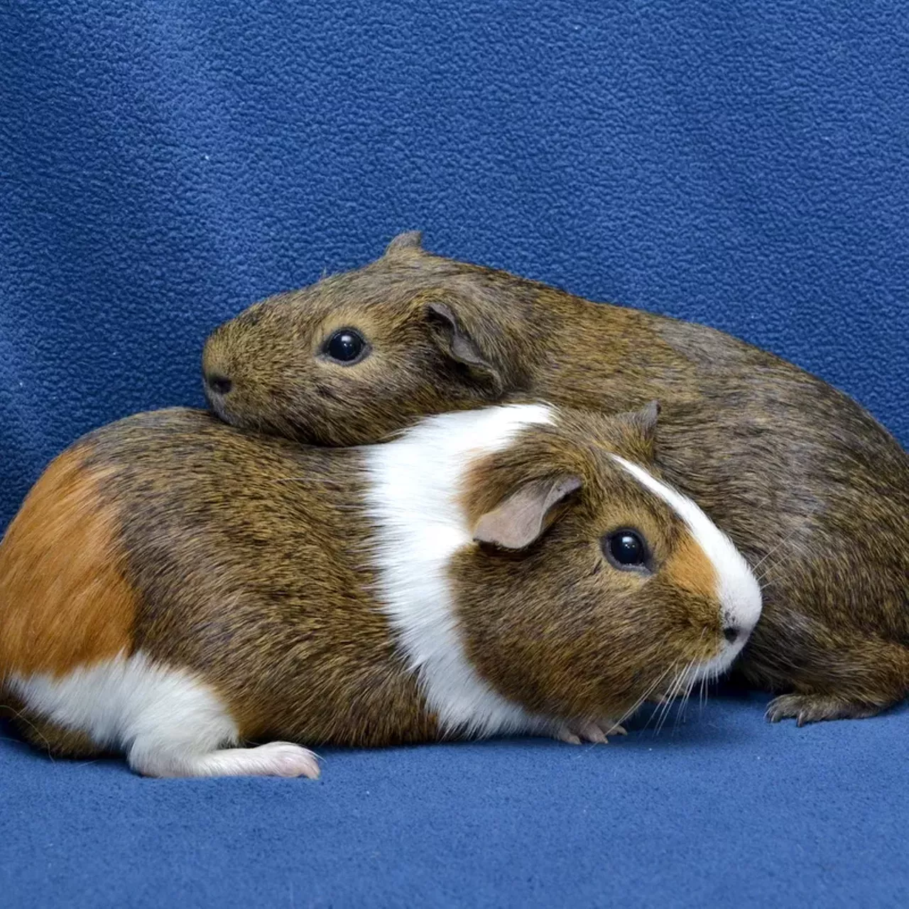 NAME: Rocko and Boomer GENDER: Male BREED: American guinea pigs AGE: 2 years SPECIAL CONSIDERATIONS: Rocko and Boomer are a bonded pair, meaning they must be adopted together. REASON I CAME TO MHS: Owner surrender LOCATION: Berman Center for Animal Care in Westland ID NUMBER: 868917 and 868918, respectively