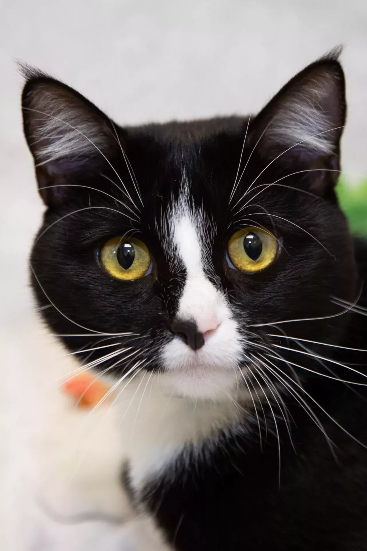 NAME: Blaze GENDER: Male BREED: Domestic Longhair AGE: 1 year, 6 months WEIGHT: 11 pounds SPECIAL CONSIDERATIONS: Blaze is a &#147;hard-working&#148; or barn cat. REASON I CAME TO MHS: Owner surrender LOCATION: Rochester Hills Center for Animal Care ID NUMBER: 868708