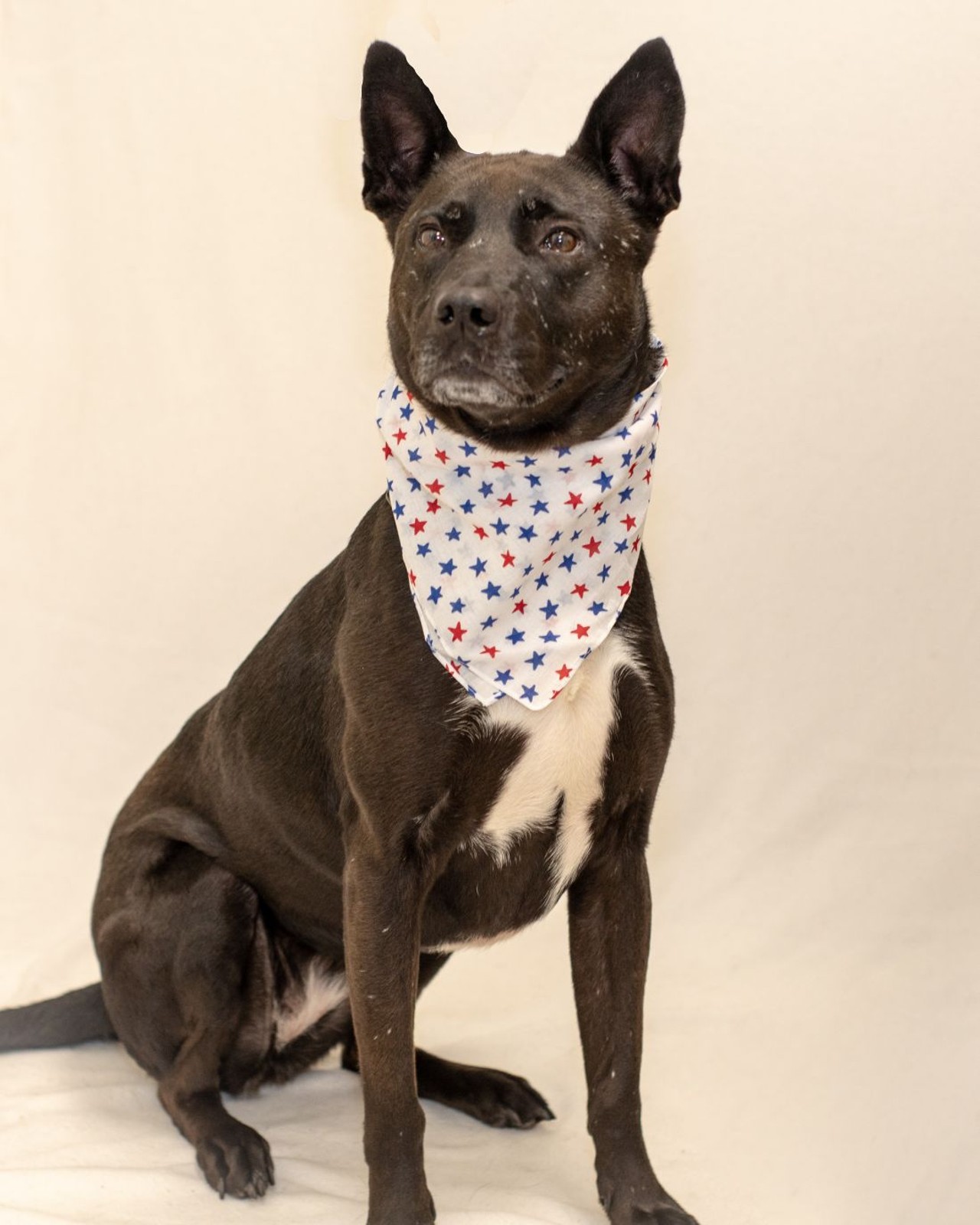 NAME: Americana
GENDER: Female
BREED: Shepherd-Cattle Dog-Pit Bull mix
AGE: 3 years
WEIGHT: 52 pounds
SPECIAL CONSIDERATIONS: Americana prefers a home with no cats and older or no children.
REASON I CAME TO MHS: Agency transfer
LOCATION: Petco of Sterling Heights
ID NUMBER: 869073