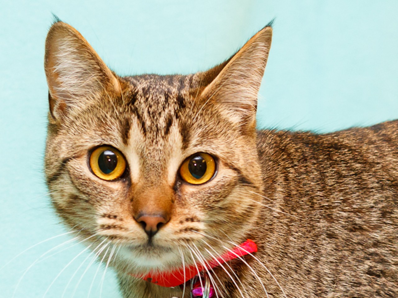 NAME:Lilly 
GENDER: Female
BREED: Domestic Short Hair
AGE: 6 years, 3 months
WEIGHT: 9 pounds
SPECIAL CONSIDERATIONS: Lilly and Nutmeg are a bonded pair, meaning  they must be adopted together. 
REASON I CAME TO MHS: Owner surrender
LOCATION: Rochester Hills Center for Animal Care
ID NUMBER: 747147