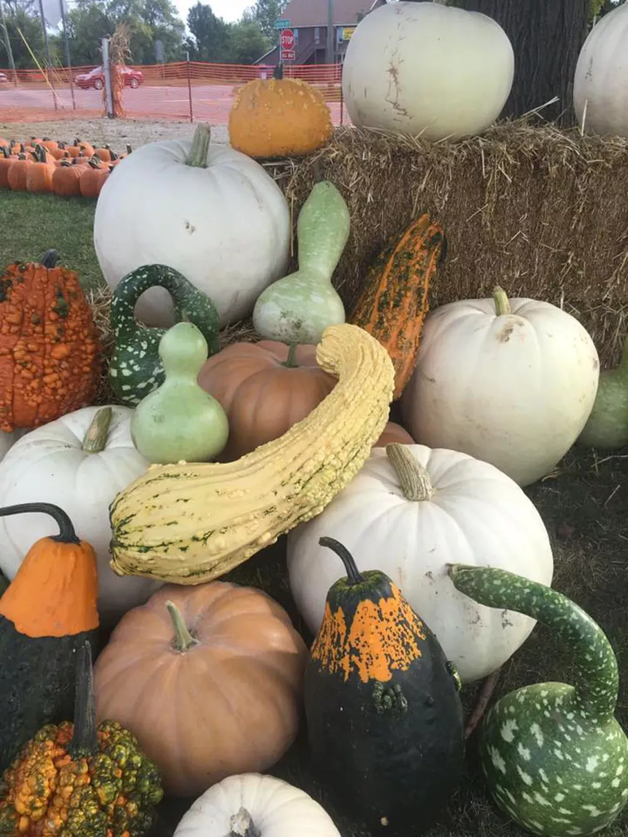 Altermatt Farms This little farm&#146;s greenhouses are closed for the season, but that doesn&#146;t mean that they aren&#146;t open. The farm has a ton of pumpkins varying in size, as well as cute little gourds and indian corn to decorate your home with. 16470 25 Mile Rd., Macomb 586-781-3428 Open Monday-Friday 9 a.m.- 7 p.m. Sat-Sun 9 a.m.- 6 p.m.