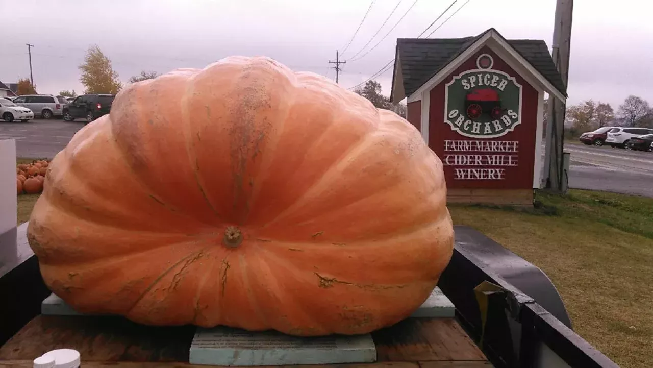 Spicer Orchards Right in Fenton is an pumpkin patch and orchard that has it all: apple and pumpkin picking, wine tastings for the adult, and a massive corn maze for you and the family to get lost in. 10411 Clyde Rd., Fenton 810-632-7692 Open everyday from 7 a.m.- 9 p.m.