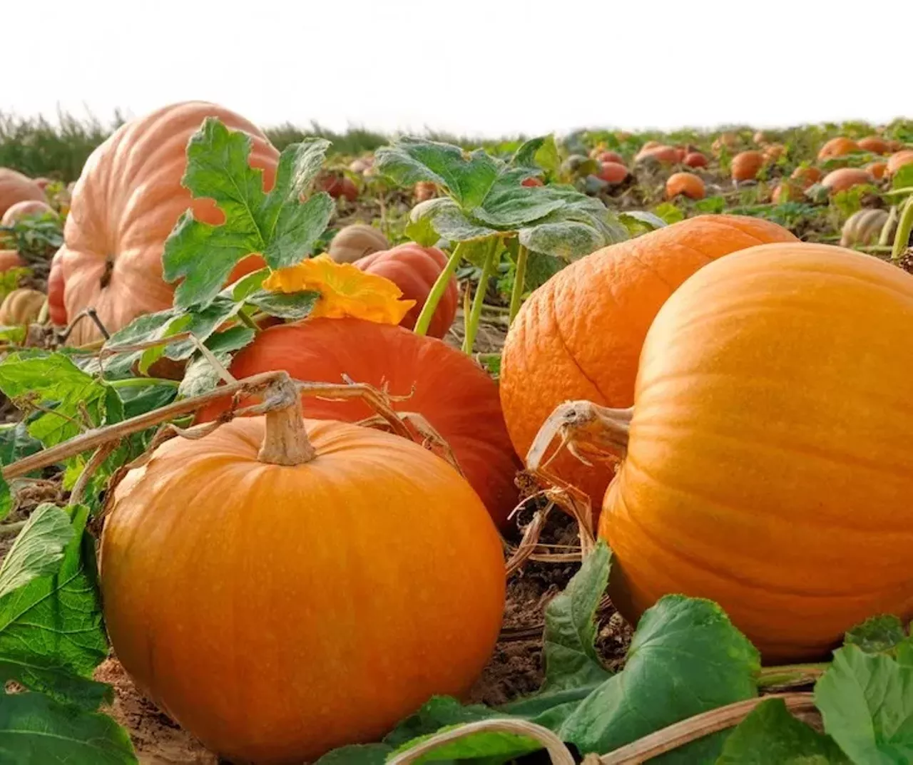  Kackleberry Farms Monroe County is full of orchards and farms, and Farmer Charly&#146;s Kackleberry Farm is a great place for an afternoon of fall adventures. They have a 10-acre corn maze that you&#146;re sure to get lost in, as well as pumpkins to pick and cider and donuts to be consumed. 6421 North Stoney Creek Rd., Monroe 734-240-0825