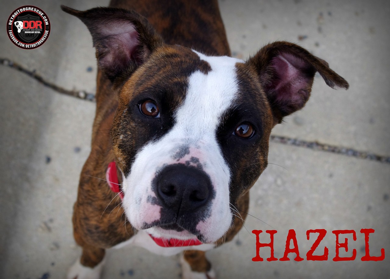 Hazel is a two year old mix that loves attention. This girl is smaller in size, only about 35-40lbs, but still has a lot of love to give.