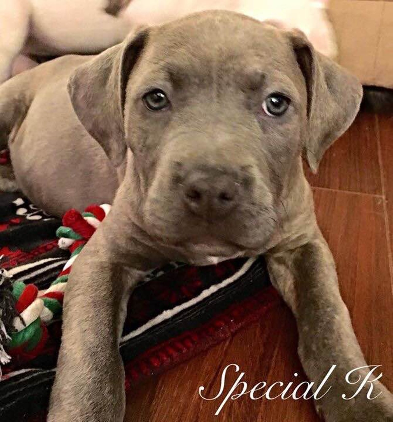 Special K is a young female Mastiff mix that will fit in with any family that has room for her to grow. She is very smart and, like all puppies, would benefit from an obedience class.