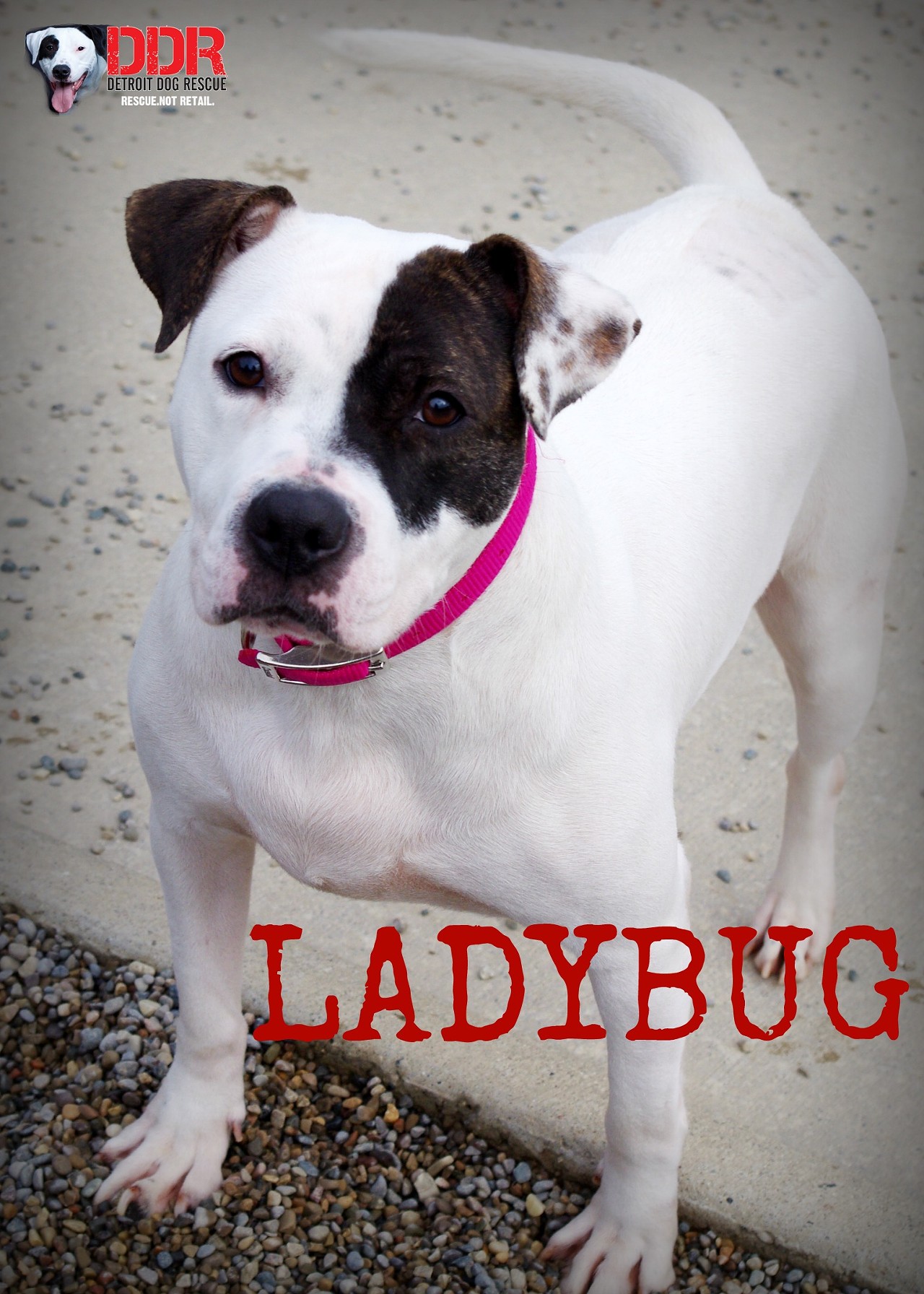 LadyBug loves to go on walks and even loves to swim she is a 2 year old Bulldog mix that prefers to be the only animal in the home.