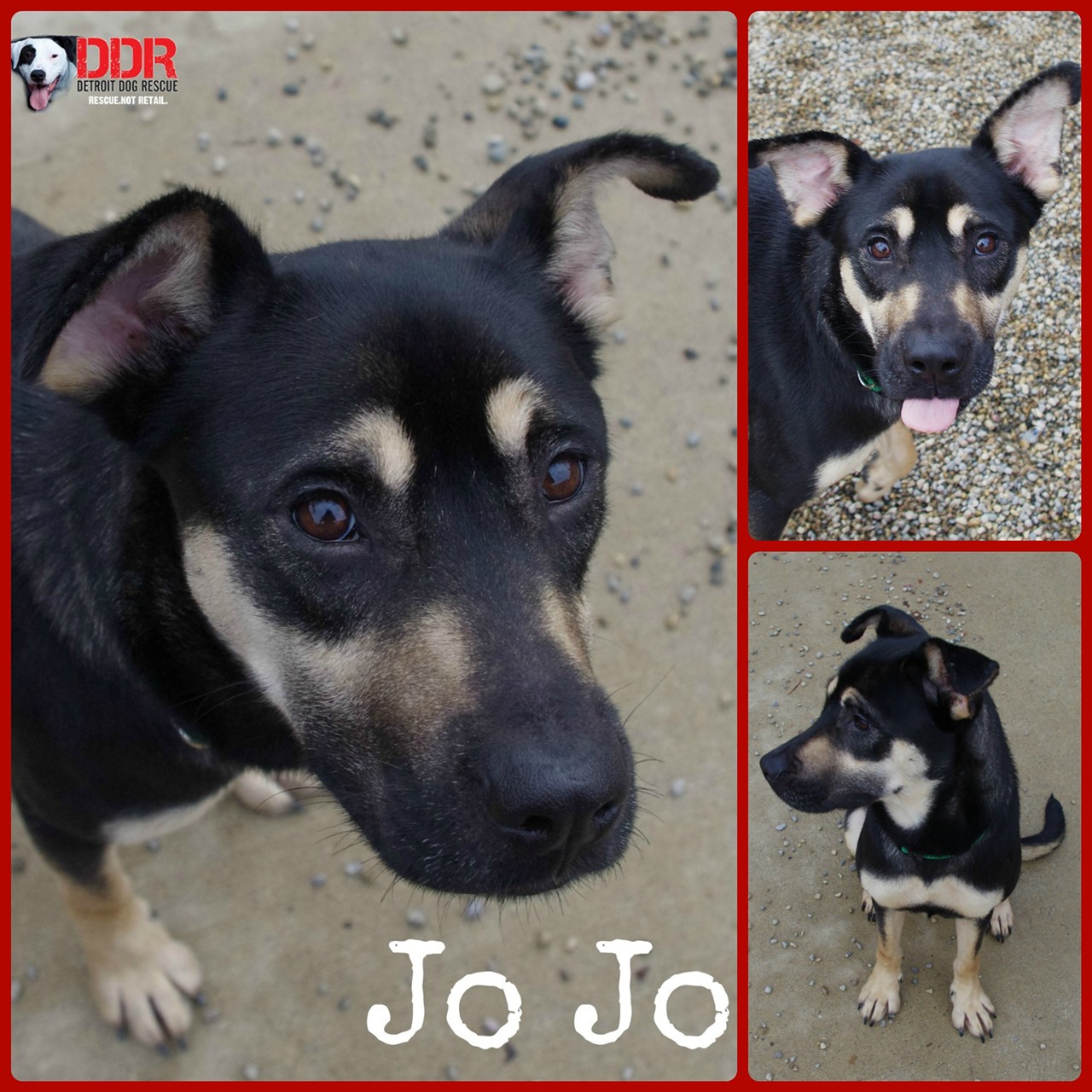 Jojo is a two year old Rottweiller Shepherd that will be available for meet and greets mid January.