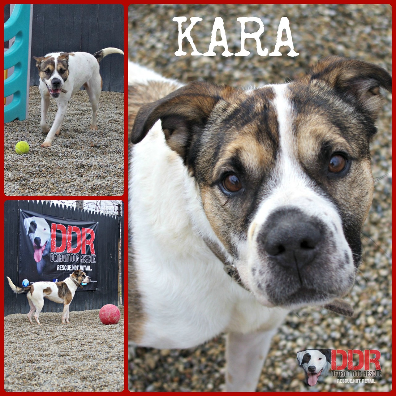 Kara is three year old mix that loves to follow her nose. This hound-pei mix will need an active family that can keep up with her. Kara is a real people pleaser and very smart.