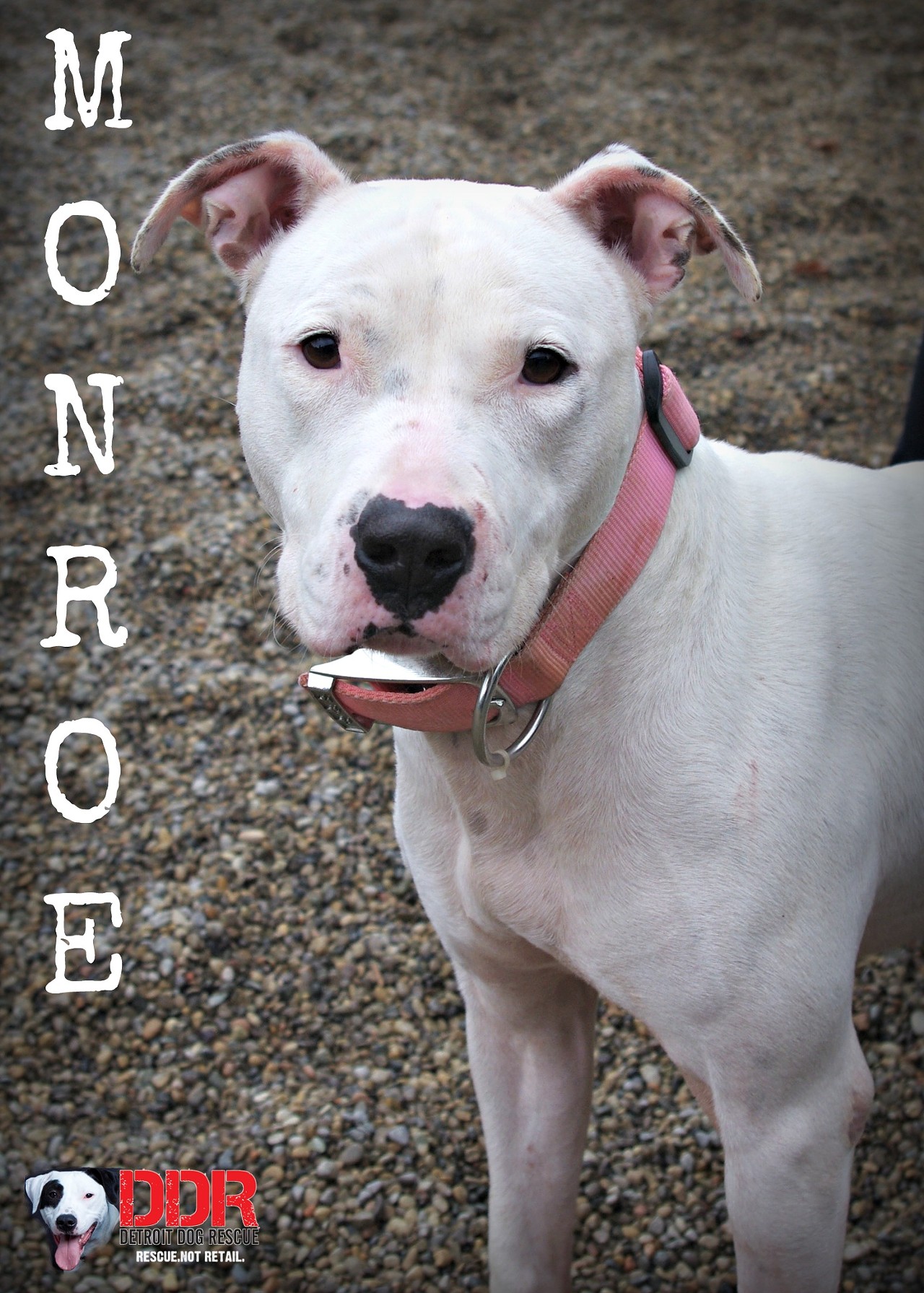 Monroe is a two-year-old Pit Bull mix who loves baths, belly rubs and the occasional ice cream cone. Monroe prefers to be the only dog in the home so she can steal all your attention and kisses.