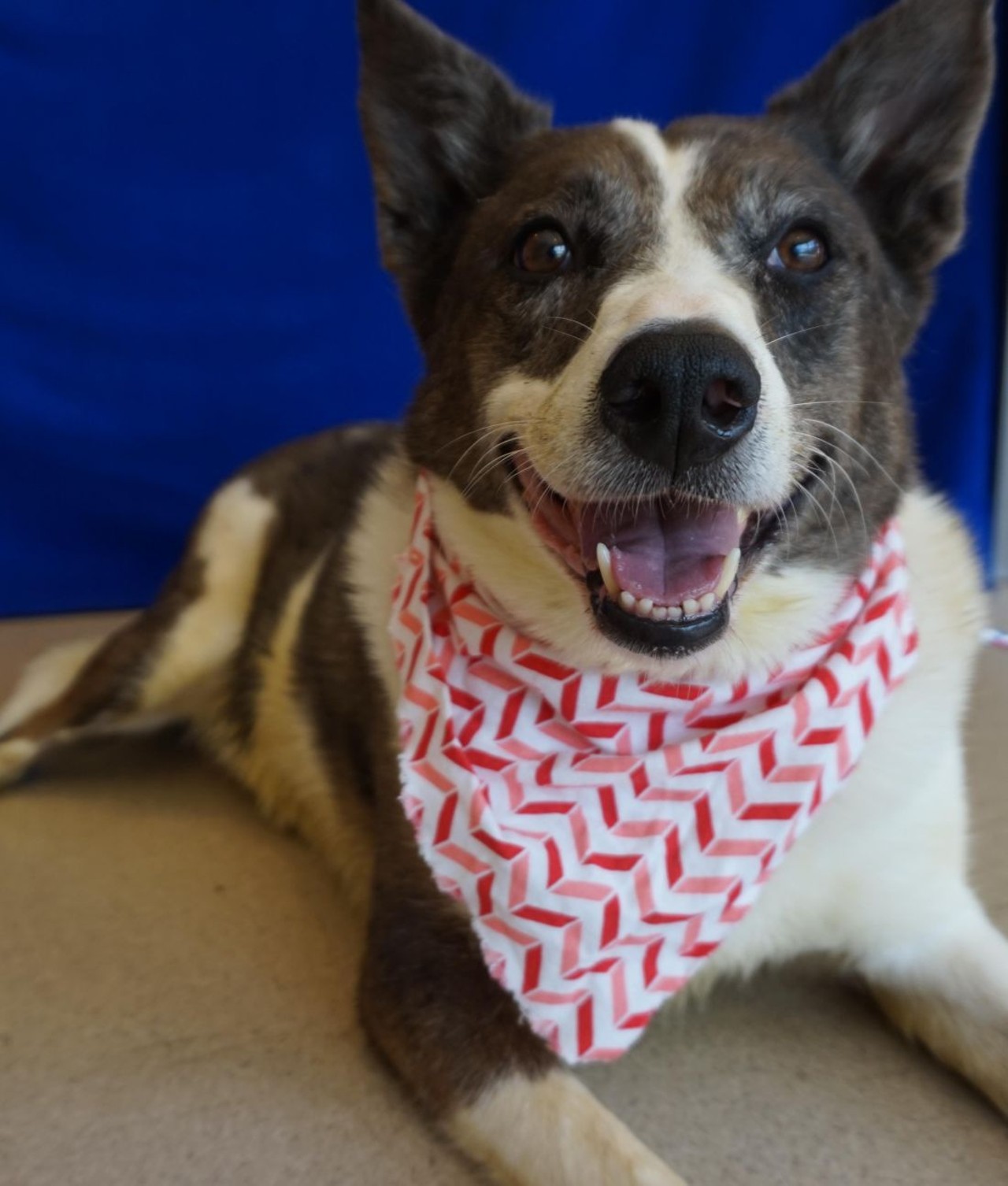 NAME: Clover
GENDER: Female
BREED: Australian Shepherd
AGE: 5 years, 1 month
WEIGHT: 57 pounds
SPECIAL CONSIDERATIONS: Clover prefers a home with older or no children. She also needs to lose a little weight.
REASON I CAME TO MHS: Agency transfer
LOCATION: Rochester Hills Center for Animal Care
ID NUMBER: 868932