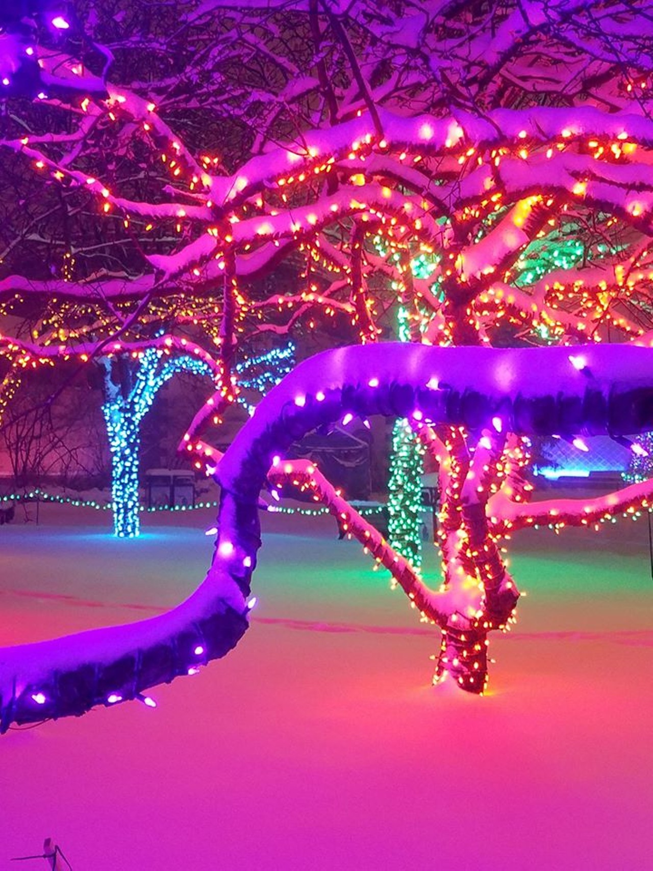 Wild Lights
8450 W. 10 Mile Rd., Royal Oak; 248-541-5717
Five million LED lights will illuminate trees, buildings, and more than 230 animal sculptures inside the Detroit Zoo this holiday season. This event is from 5:30 p.m. to 9 p.m. on select weeknights, and 5:30 p.m. to 10 p.m. on Fridays and Saturdays. The event runs until the end of December.
Photo via Facebook