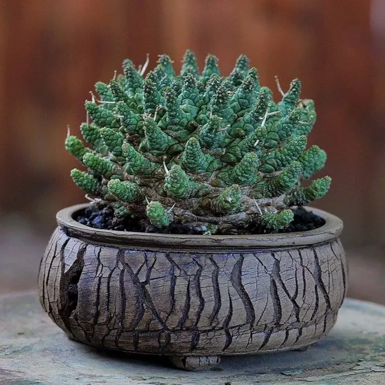 Sat-Sun, 9/10-9/11 Michigan Cactus and Succulent Society&#146;s Annual Show and Sale @ Matthaei Botanical Gardens If you&#146;re anything like this writer, you have a knack for murder plants. Despite a deep desire to keep something green around, they tend to wilt at your very glance. Luckily, hardy plants like cacti and succulents can survive even the brownest of brown thumbs. If you&#146;d like to learn more about the proper care and feeding of these verdant verdure, then considering attending this gathering. You can talk with experts as well as purchase inexpensive specimens. Show runs from 10 a.m.-4:30 p.m. both days; 1800 N. Dixboro Rd., Ann Arbor; michigancactussociety.weebly.com; free.