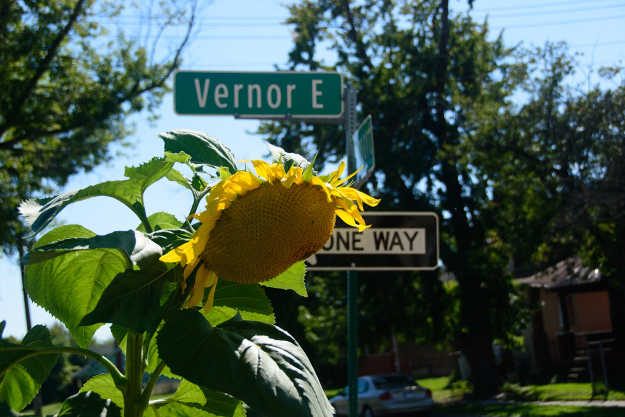 At the intersection of Vernor and Newport, you will find the last of this seasons' sunflowers. They stand out in contrast to the urban surroundings of the neighborhood.