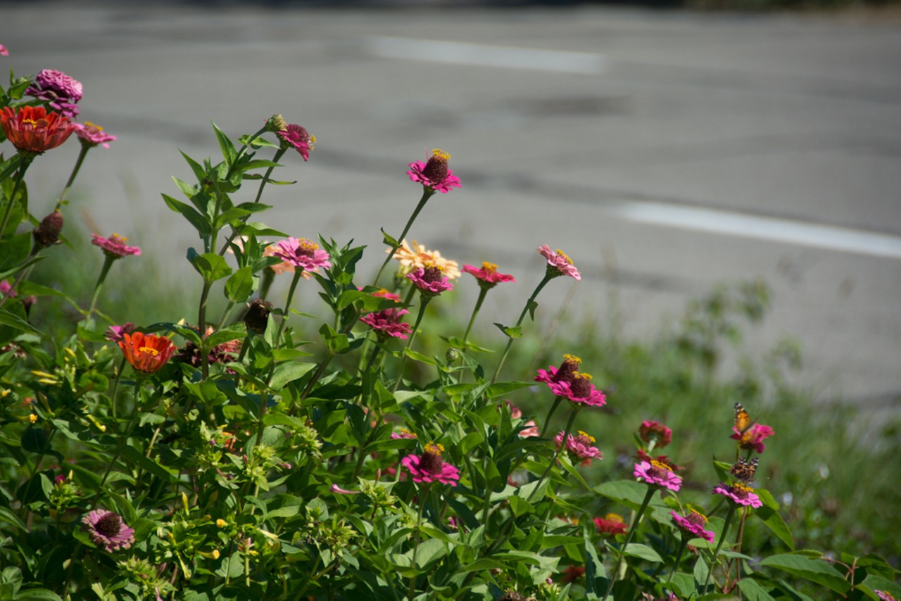 The mound of flowers with Vernor Rd in the background is an interesting juxtaposition of urban and rural life.