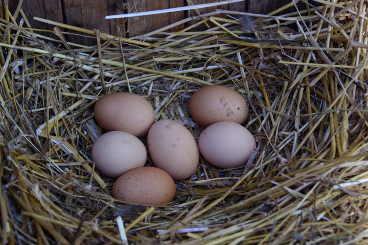 Today's batch of eggs, courtesy of the hardest workers on the farm: the chickens!