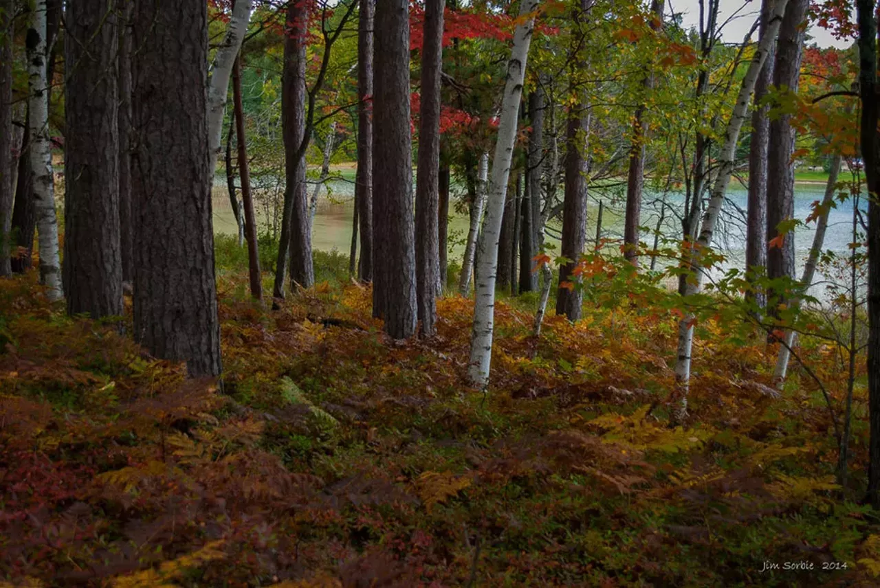Pigeon River State Park You practically drive through the Pigeon River State Park when you head up I-75 so why not stop and smell the roses...I mean, trees. Photo by Jim Sorbie via Flickr.