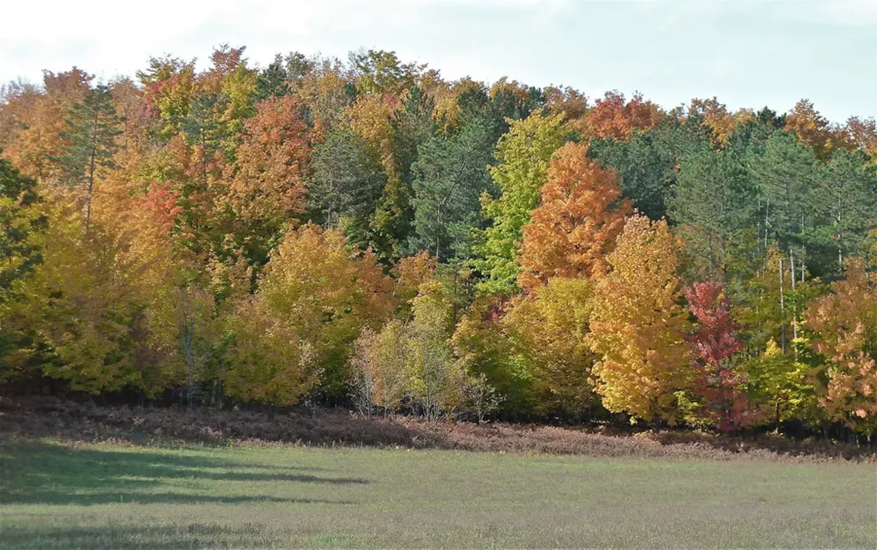 Traverse City, MI I mean...it's Traverse City. The trees don't get any better than that. Photo by Deb Nystrom via Flickr.