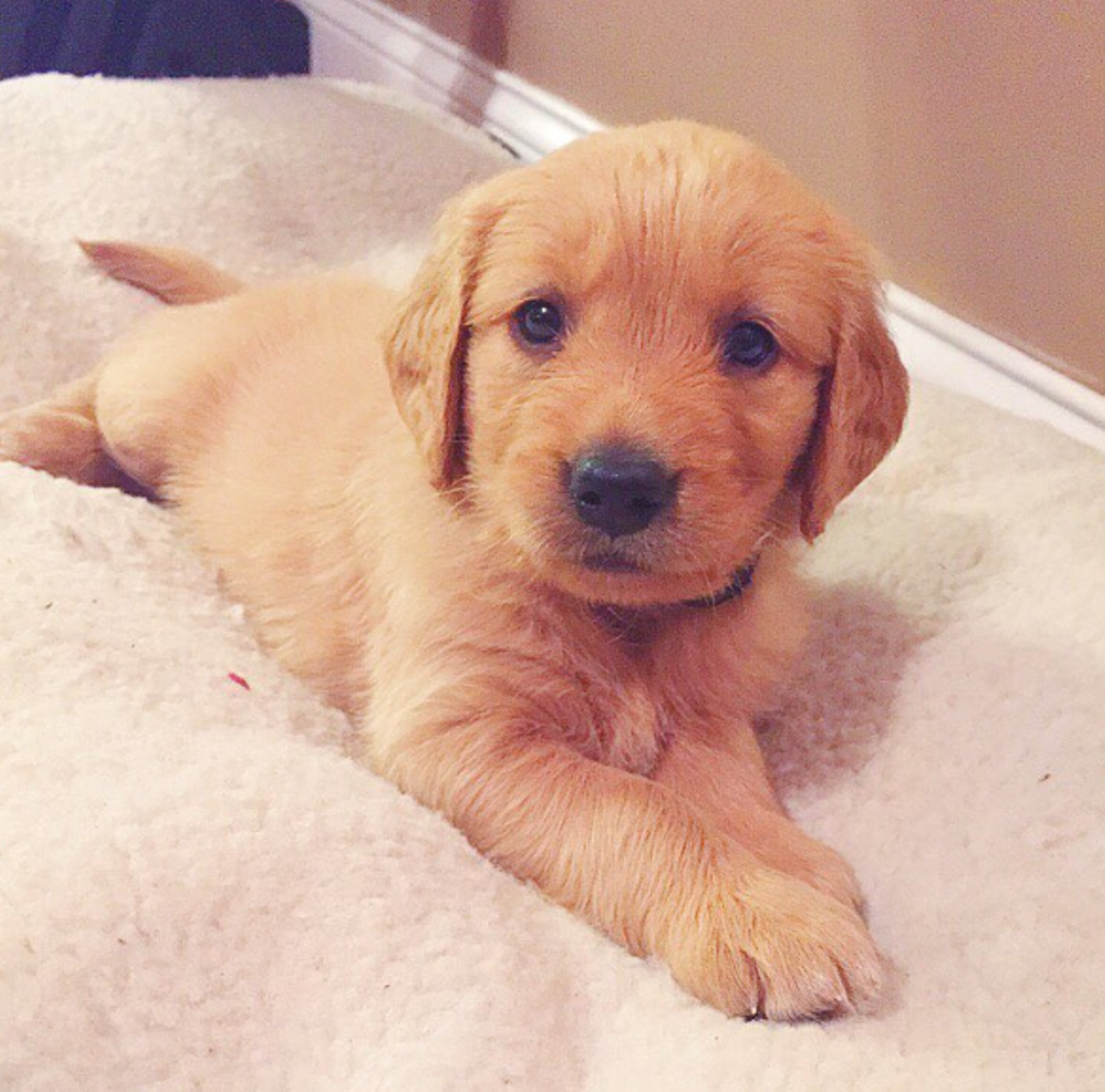 How to get anything you want. Step one: Look like this. Rosie @rosie_the_retreiver