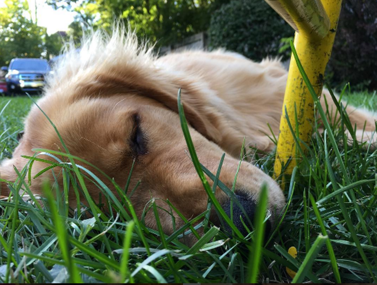 Kingsley @kingsley_thegolden