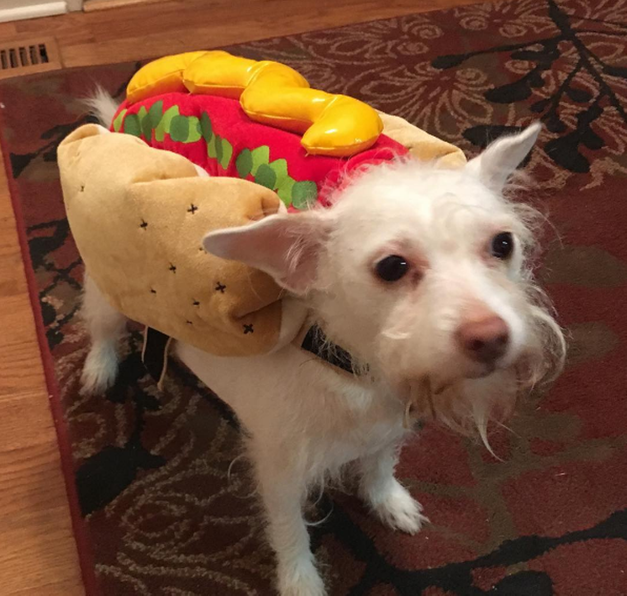 What a hot dog! Baxter! @angelagdaniele