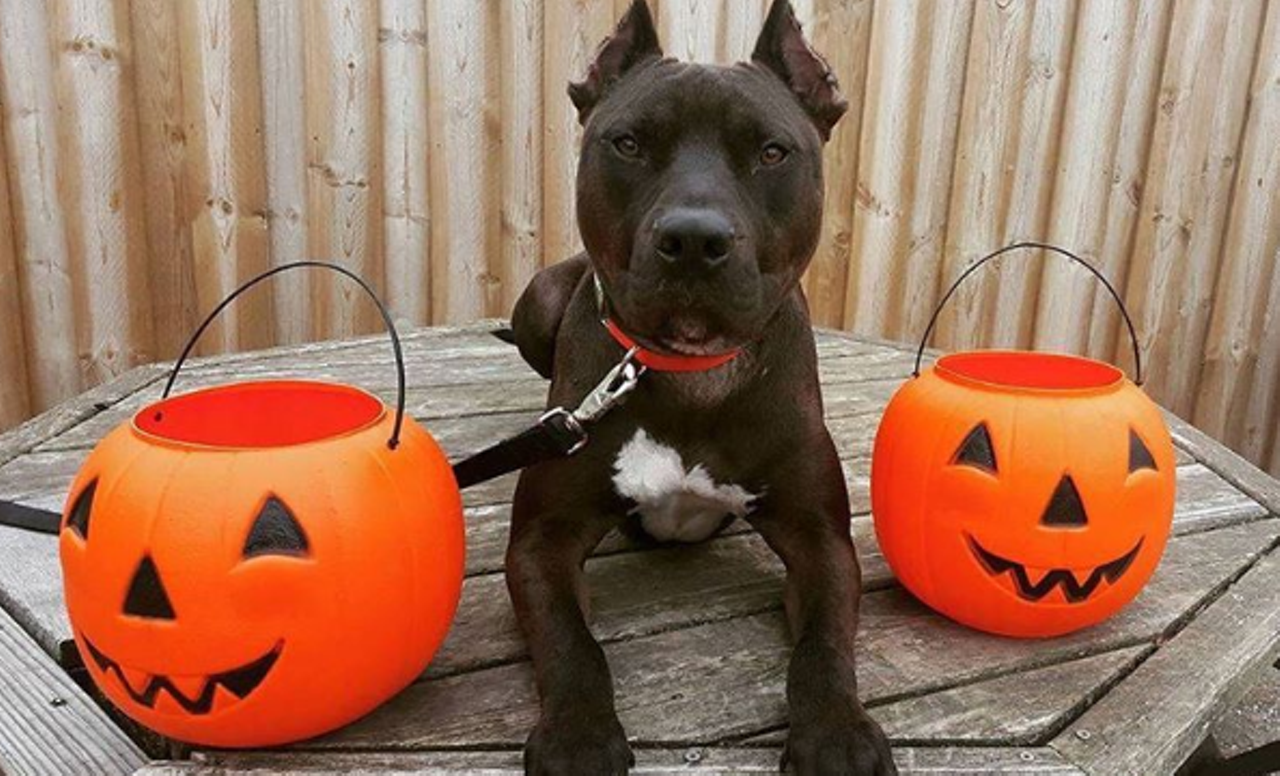 *Tito @iheartdogrescue