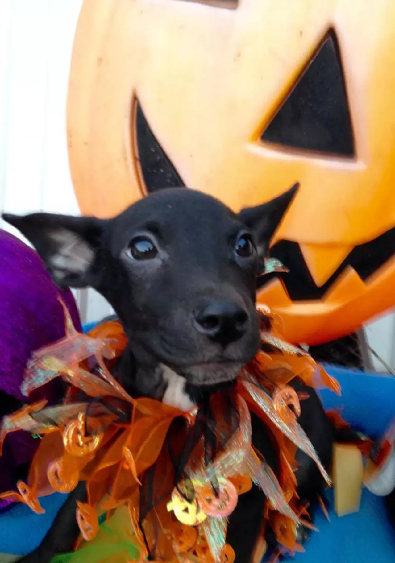 Radar Radar is ready for Halloween and he doesn&#146;t care who knows it.
