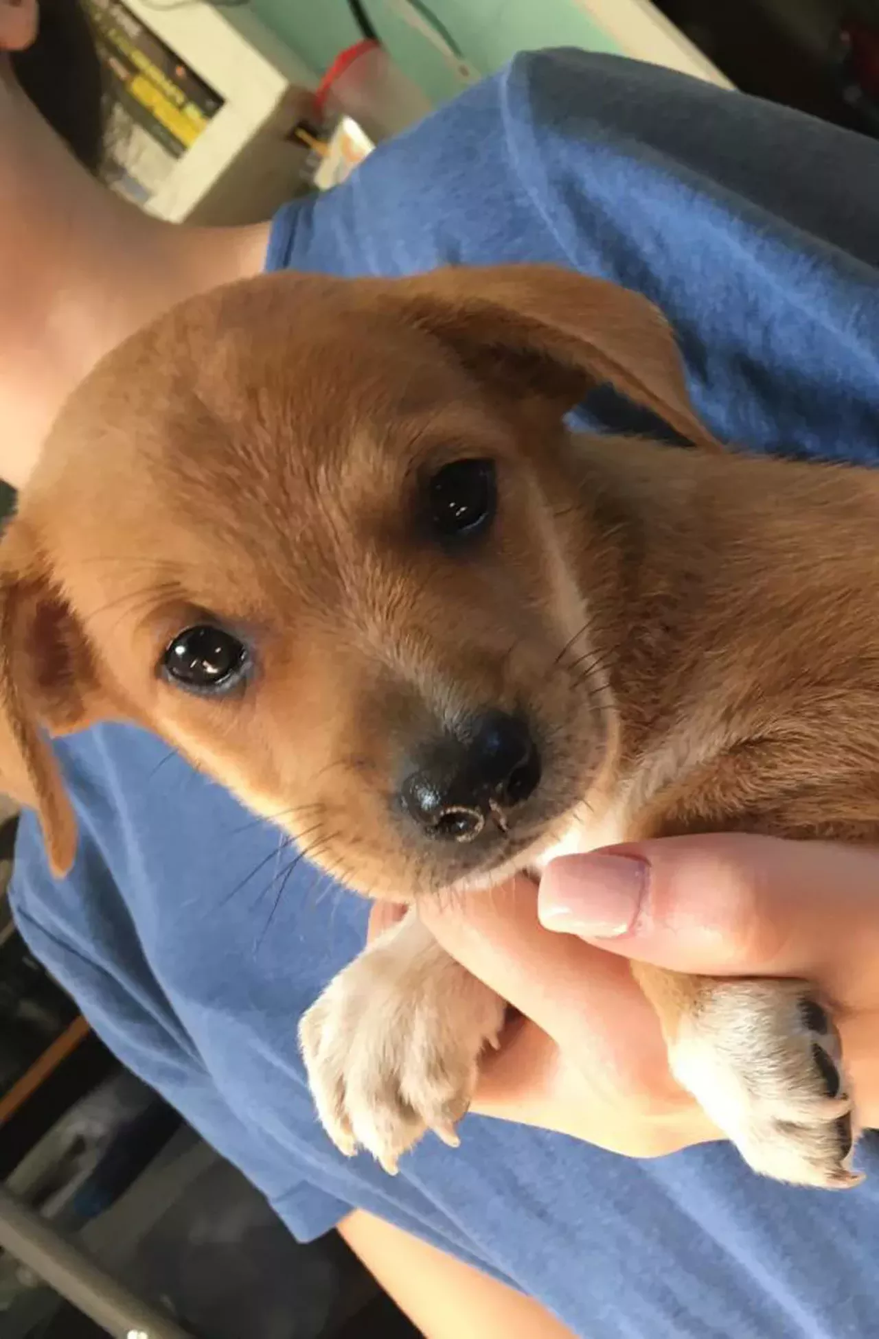 Caleb Caleb is just a lil guy but needs a home!